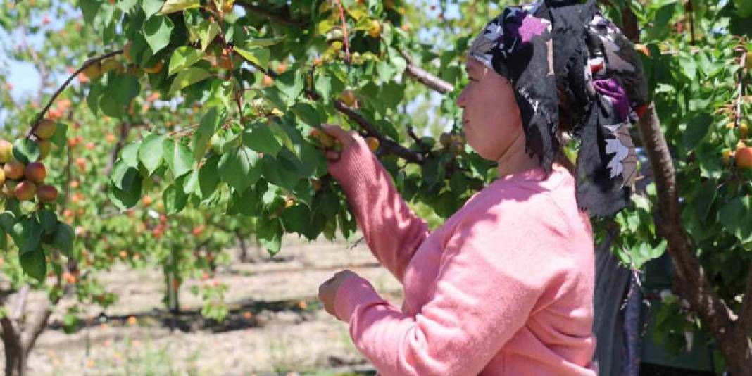 30 dönümden 20 ton rekolte bekleniyor! Bahçede kilosu 60-80 TL 8